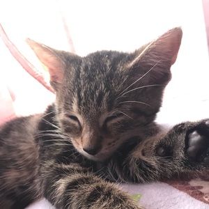 Meet your Posher, Heidi